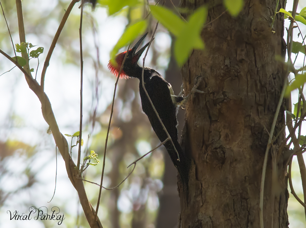 White-bellied Woodpecker